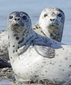 Seals